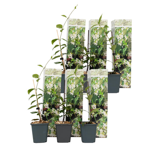 Jazmín Estrellado - 6 Pzs - Trachelospermum Jasminoides - Altura 25-40cm - ⌀9cm_0