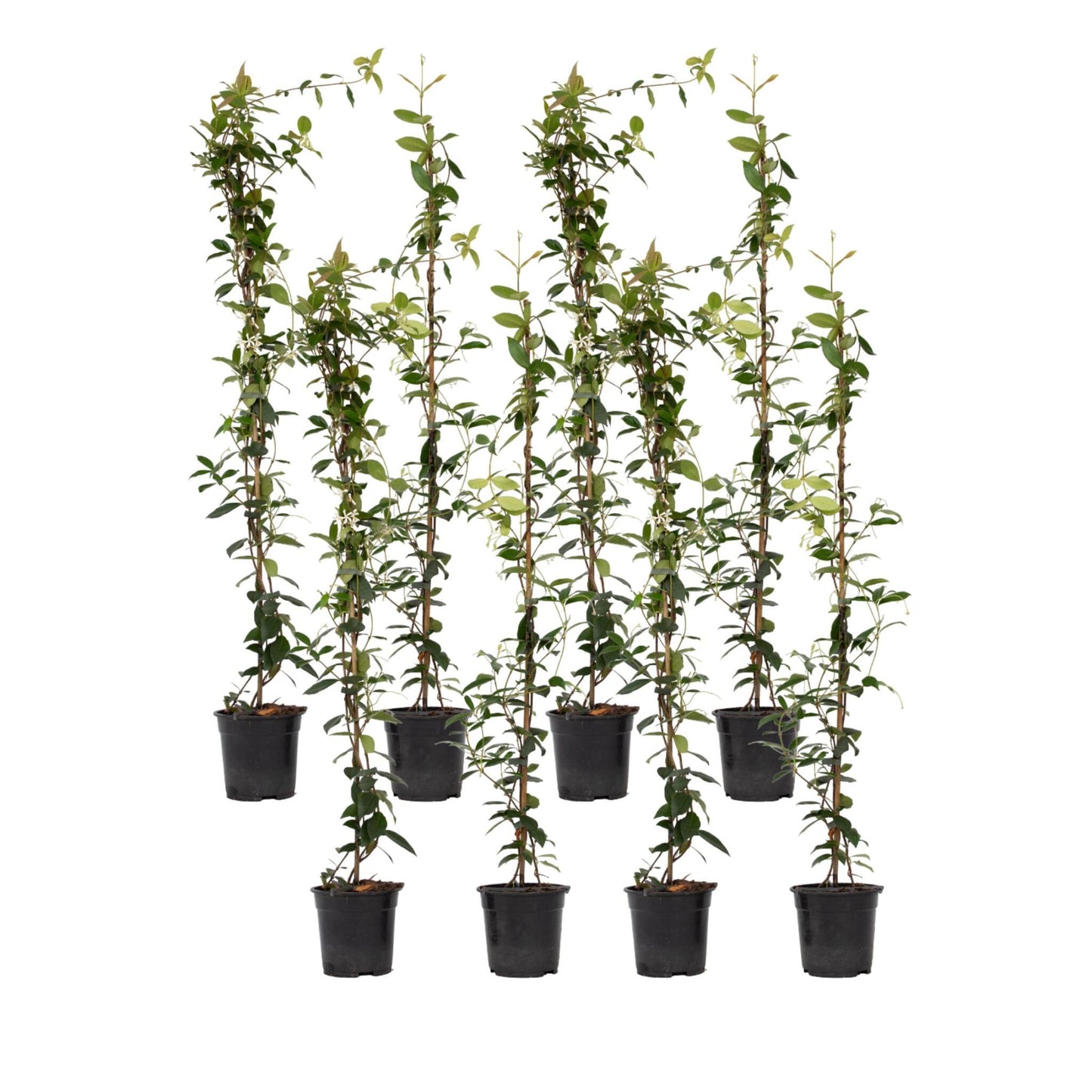 Jazmín Estrellado - 8 Pzs - Trachelospermum Jasminoides - A110-120cm - ⌀17cm_0
