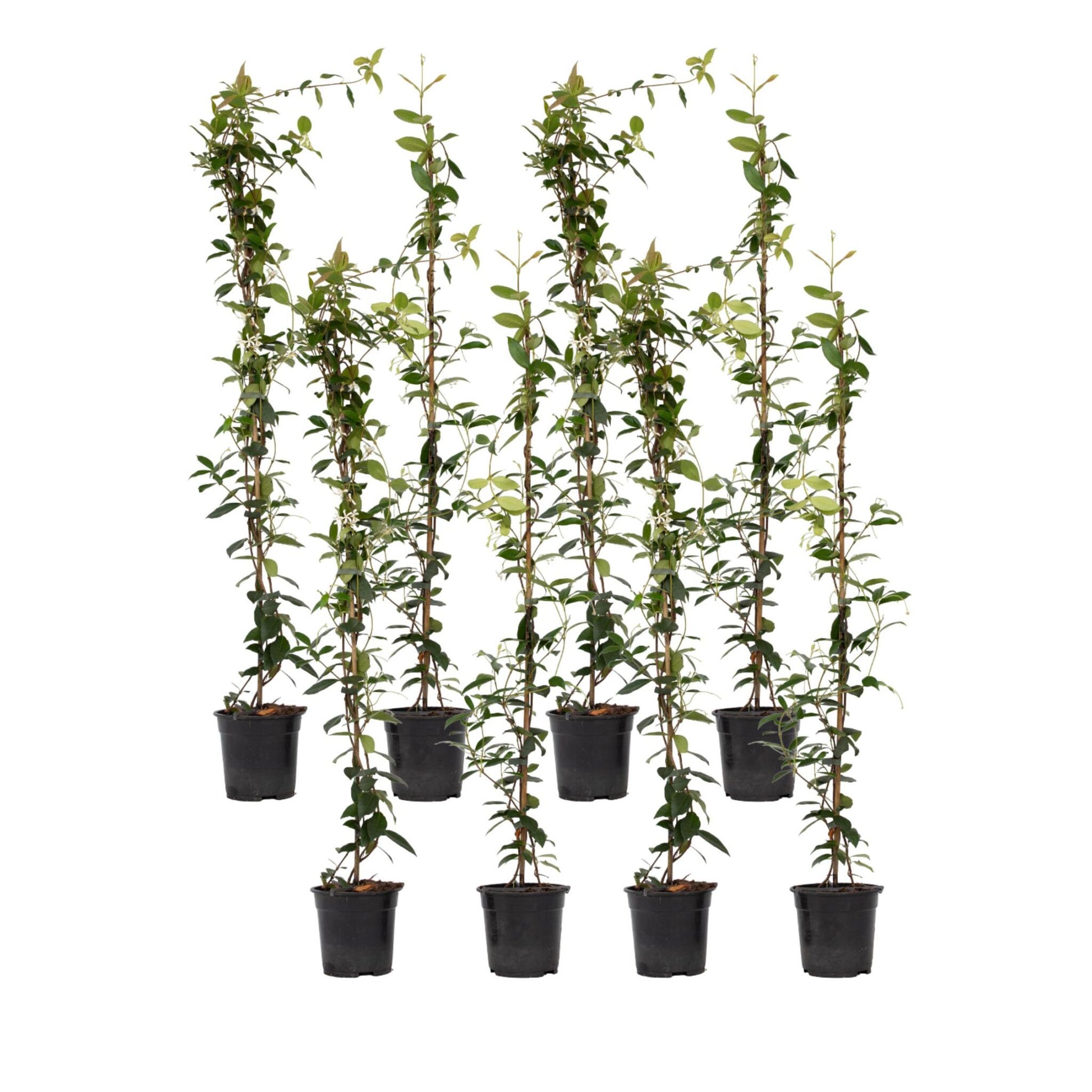 Jazmín Estrellado - 8 Pzs - Trachelospermum Jasminoides - A110-120cm - ⌀17cm_0