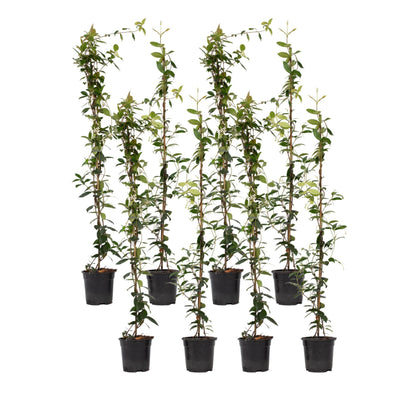 Jazmín Estrellado - 8 Pzs - Trachelospermum Jasminoides - A110-120cm - ⌀17cm_0