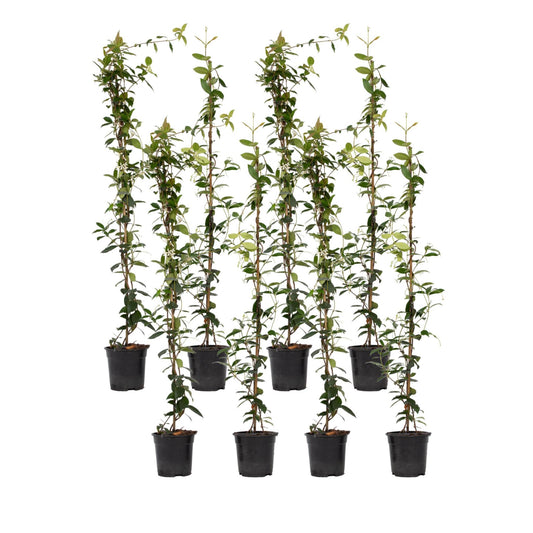 Jazmín Estrellado - 8 Pzs - Trachelospermum Jasminoides - A110-120cm - ⌀17cm_0