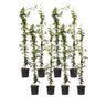 Jazmín Estrellado - 8 Pzs - Trachelospermum Jasminoides - A110-120cm - ⌀17cm