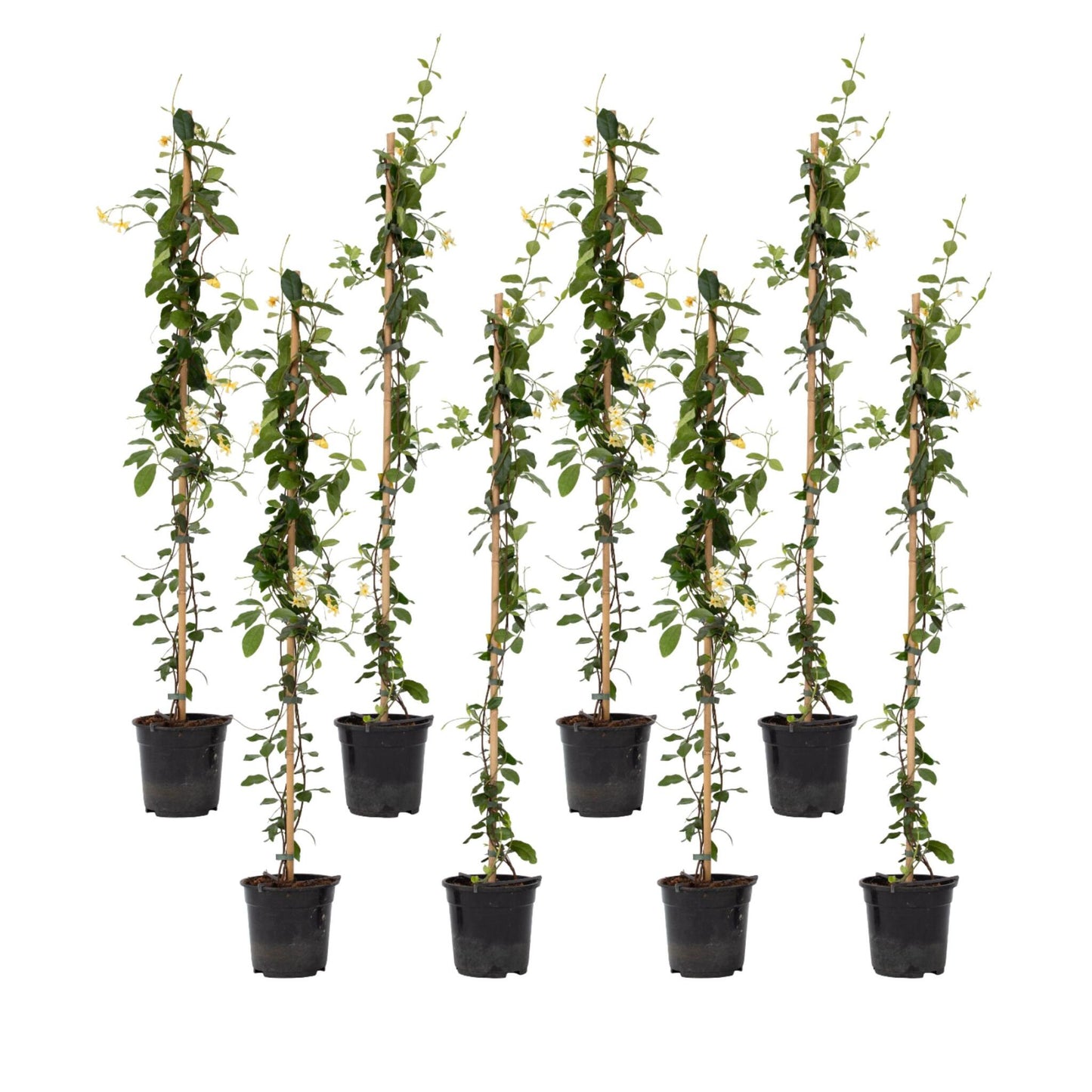 Jazmín Estrellado - 8 Pzs - Trachelospermum Jasminoides - A110-120cm - ⌀17cm_0