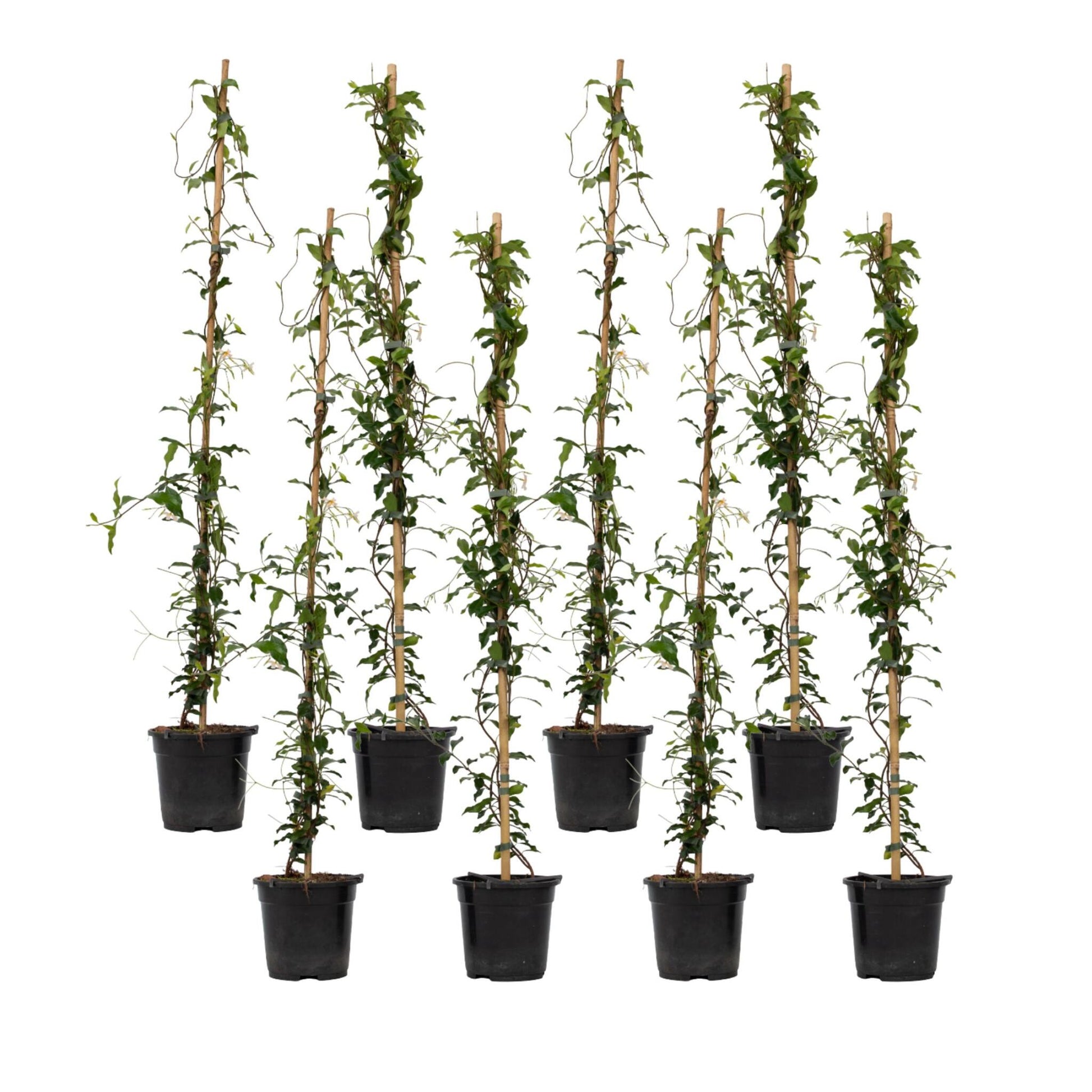 Jazmín Estrellado - 8 Pzs - Trachelospermum Jasminoides - A110-120cm - ⌀17cm_0