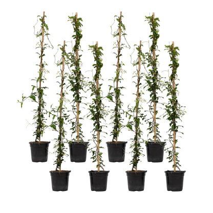 Jazmín Estrellado - 8 Pzs - Trachelospermum Jasminoides - A110-120cm - ⌀17cm_0