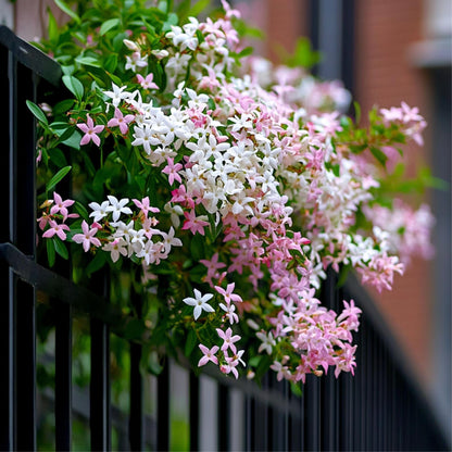 Jazmín Estrellado - 8 Pzs - Trachelospermum Jasminoides - A110-120cm - ⌀17cm_4
