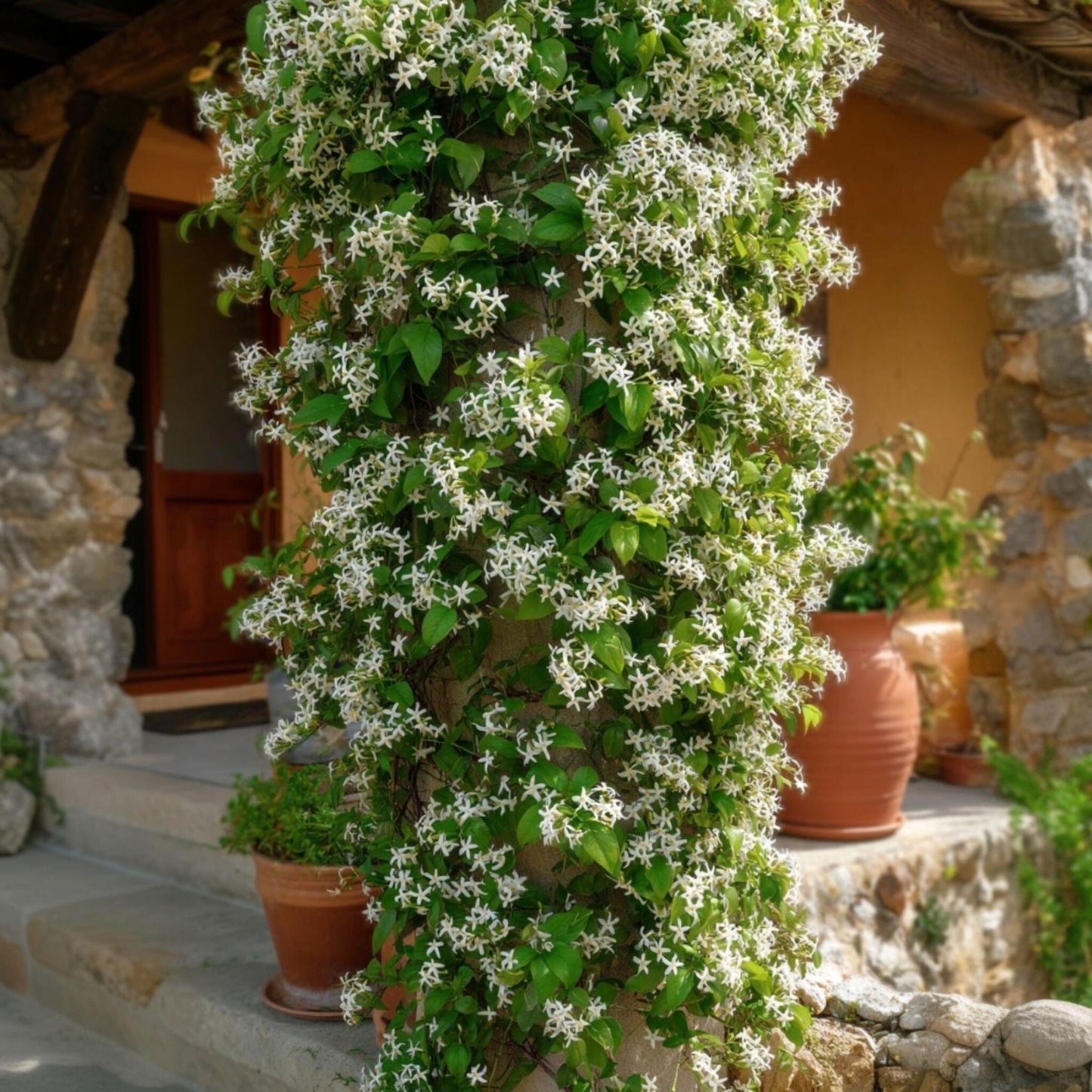 Jazmín Estrellado - Trachelospermum Jasminoides - Altura 110-120cm - ⌀17cm_1
