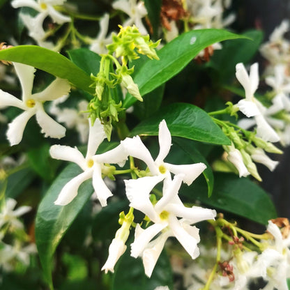 Jazmín Estrellado - Trachelospermum Jasminoides - Altura 110-120cm - ⌀17cm_3