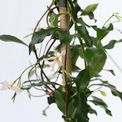 Jazmín Estrellado - Trachelospermum Jasminoides - Altura 110-120cm - ⌀17cm_3