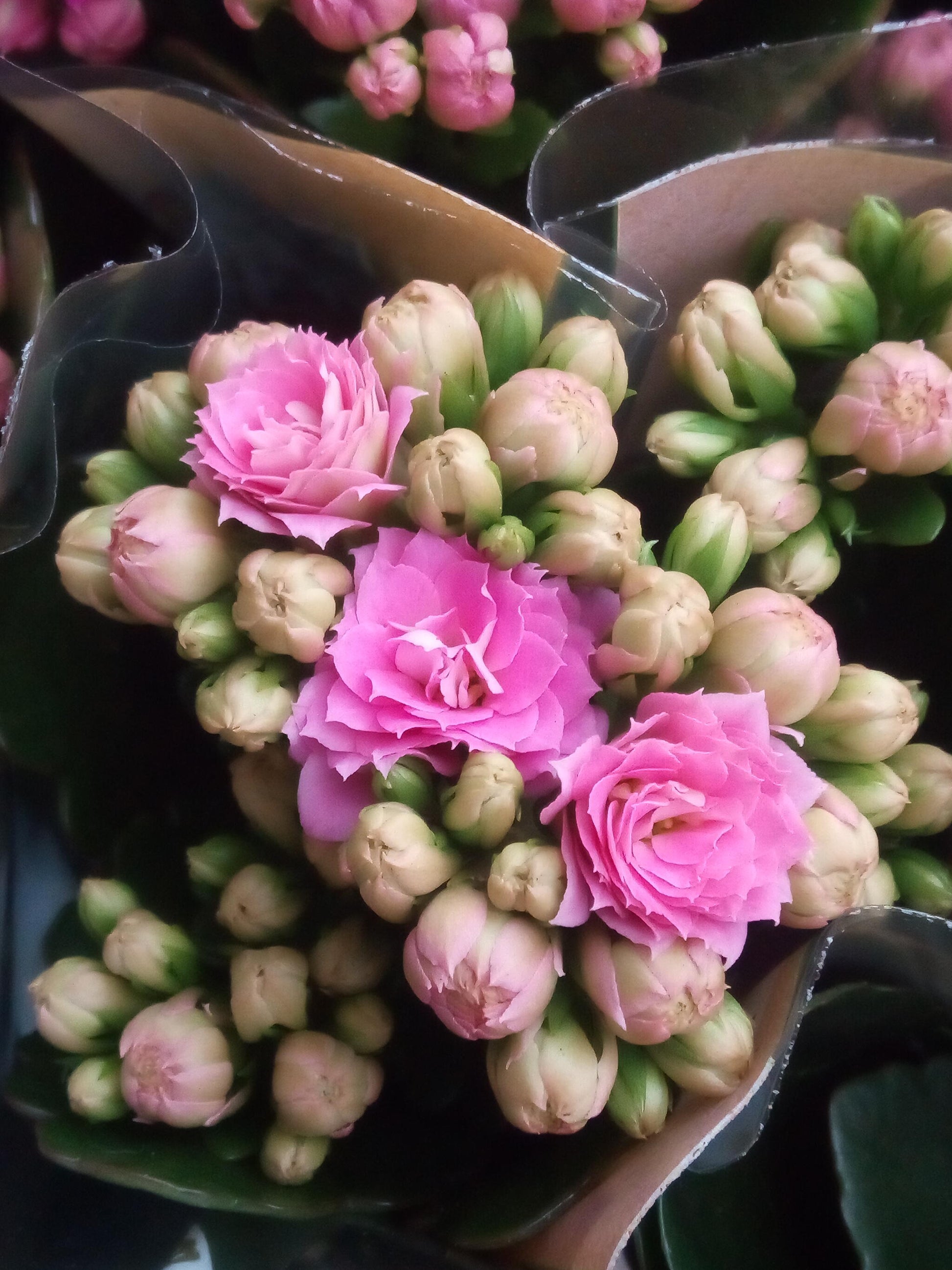 Kalanchoe Blossfeldiana Flor Rosa Ø6 Planta De Interior_0