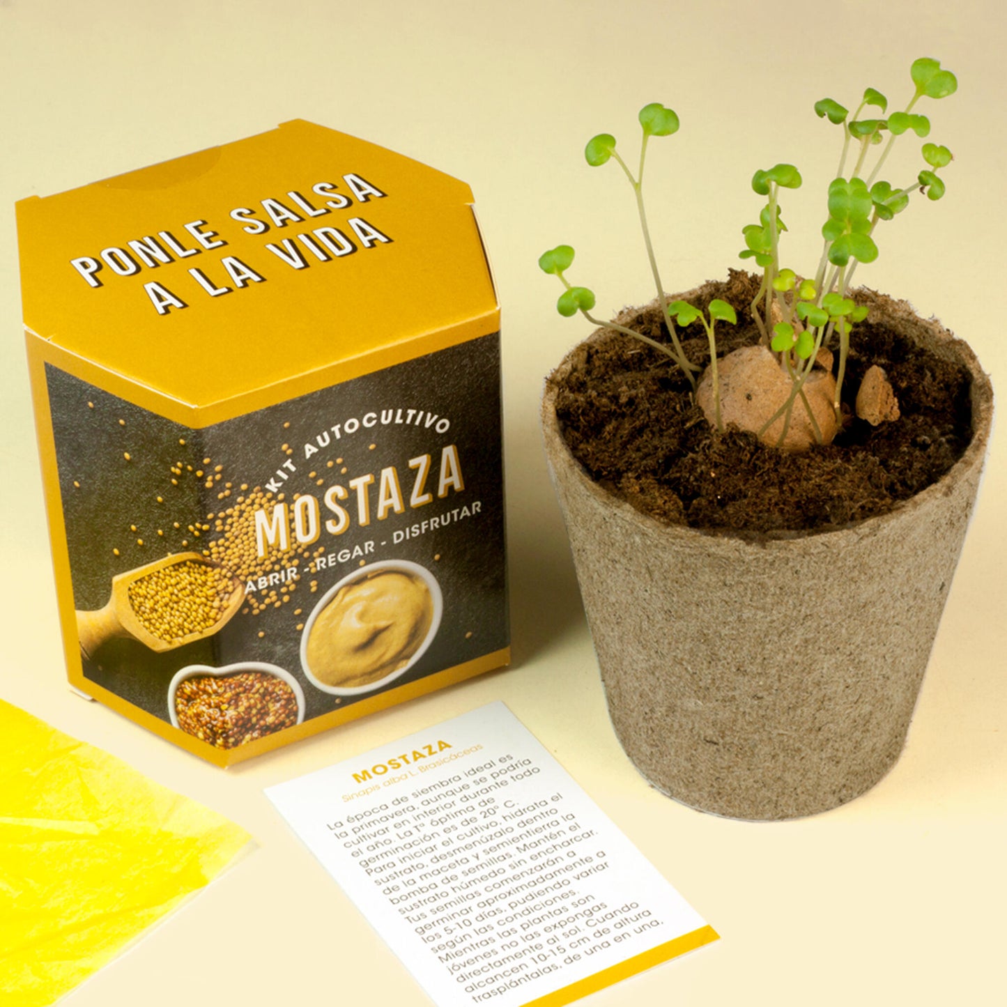 Kit Autocultivo De Mostaza | Cultiva Tus Propias Semillas En Casa | Fácil Y Rápido_3