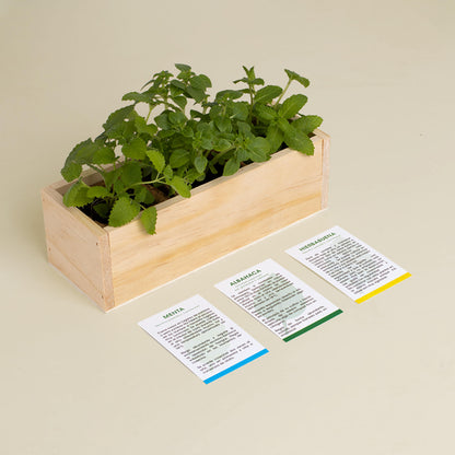 Kit Autocultivo Mojito Menta, Albahaca y Hierbabuena | Regalo Original para Cócteles - Resetea_3
