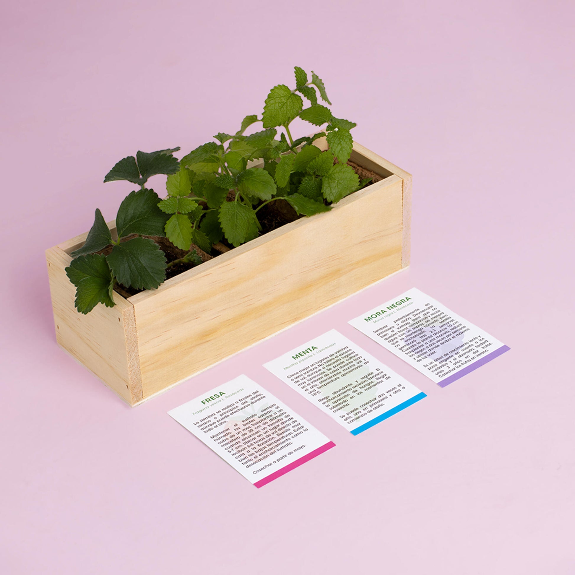 Kit Autocultivo Postres | Cultiva Fresa, Menta Y Mora En Casa | Ideal Para Repostería Y Smoothies | Regalo Dulce_3