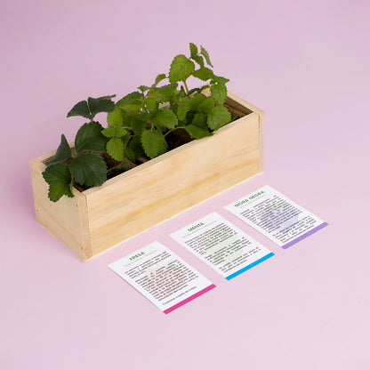 Kit Autocultivo Postres | Cultiva Fresa, Menta Y Mora En Casa | Ideal Para Repostería Y Smoothies | Regalo Dulce_3