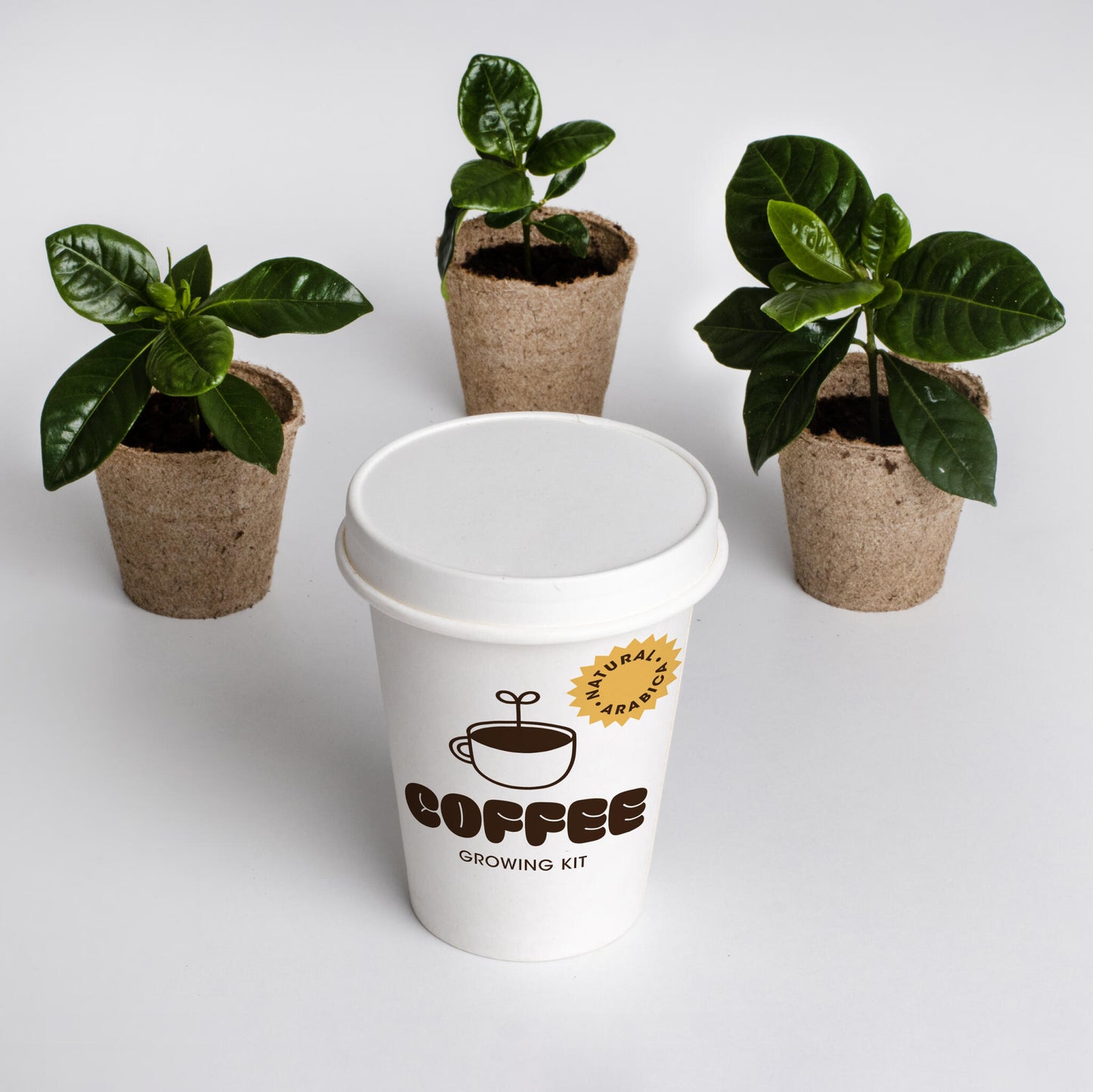 Kit Cultivo De Café | Cultiva Tu Propio Cafeto En Casa | Regalo Original Para Amantes Del Café_2