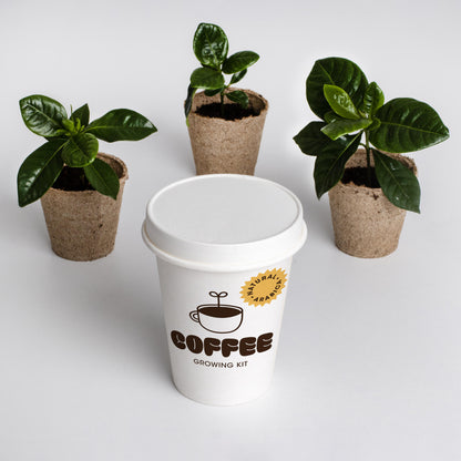 Kit Cultivo De Café | Cultiva Tu Propio Cafeto En Casa | Regalo Original Para Amantes Del Café_2