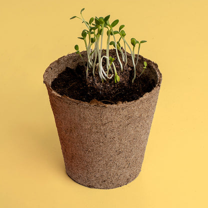 Kit de Cultivo Urban Flowers Amarillas Alhelí Dorado, Hinojo y Meliloto | Semillas para Interior y Exterior - Resetea_2
