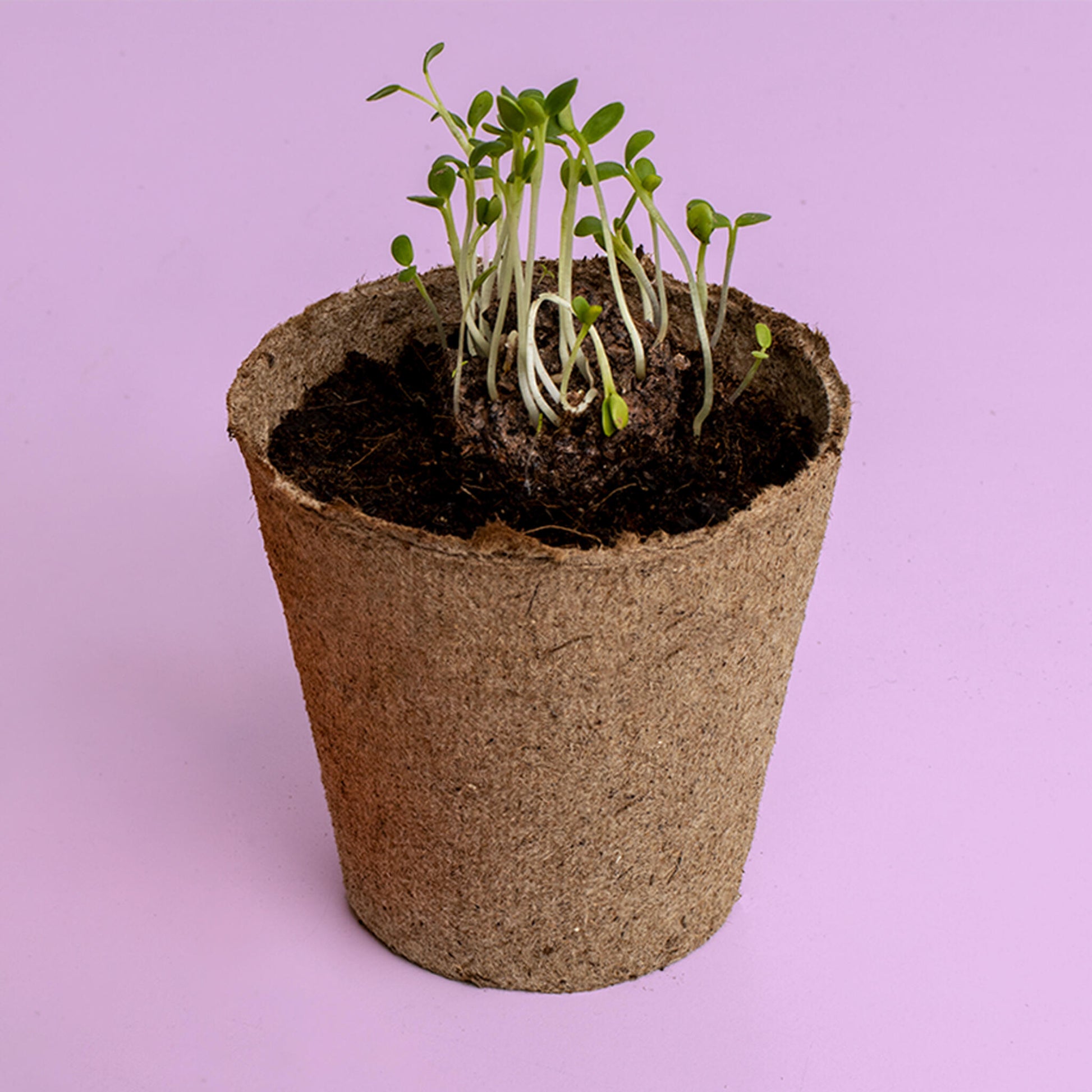 Kit de Cultivo Urban Flowers Naranjas Caléndula, Capuchina y Tagetes | Semillas para Interior y Exterior - Resetea_2