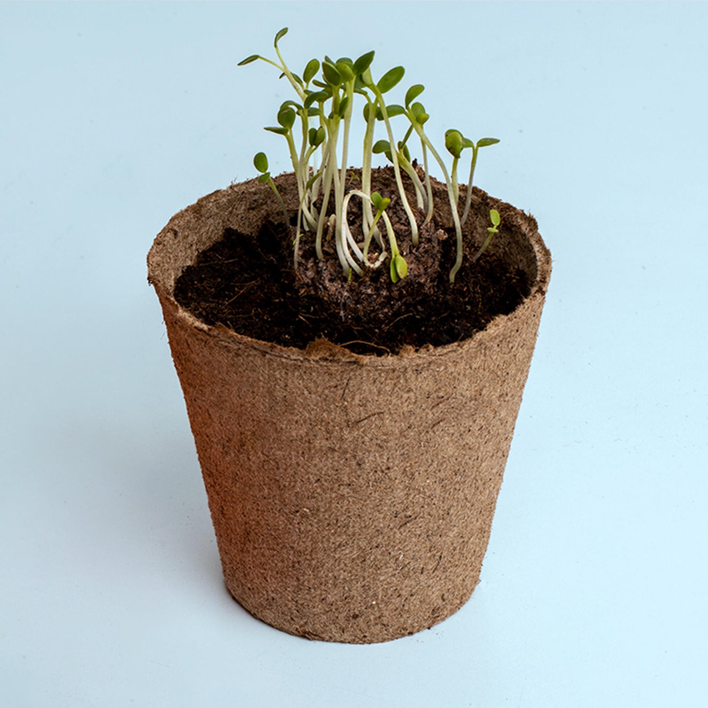 Kit de Cultivo Urban Flowers Rojas Amapola, Lino Rojo y Clavel del Poeta | Semillas para Interior y Exterior - Resetea_2