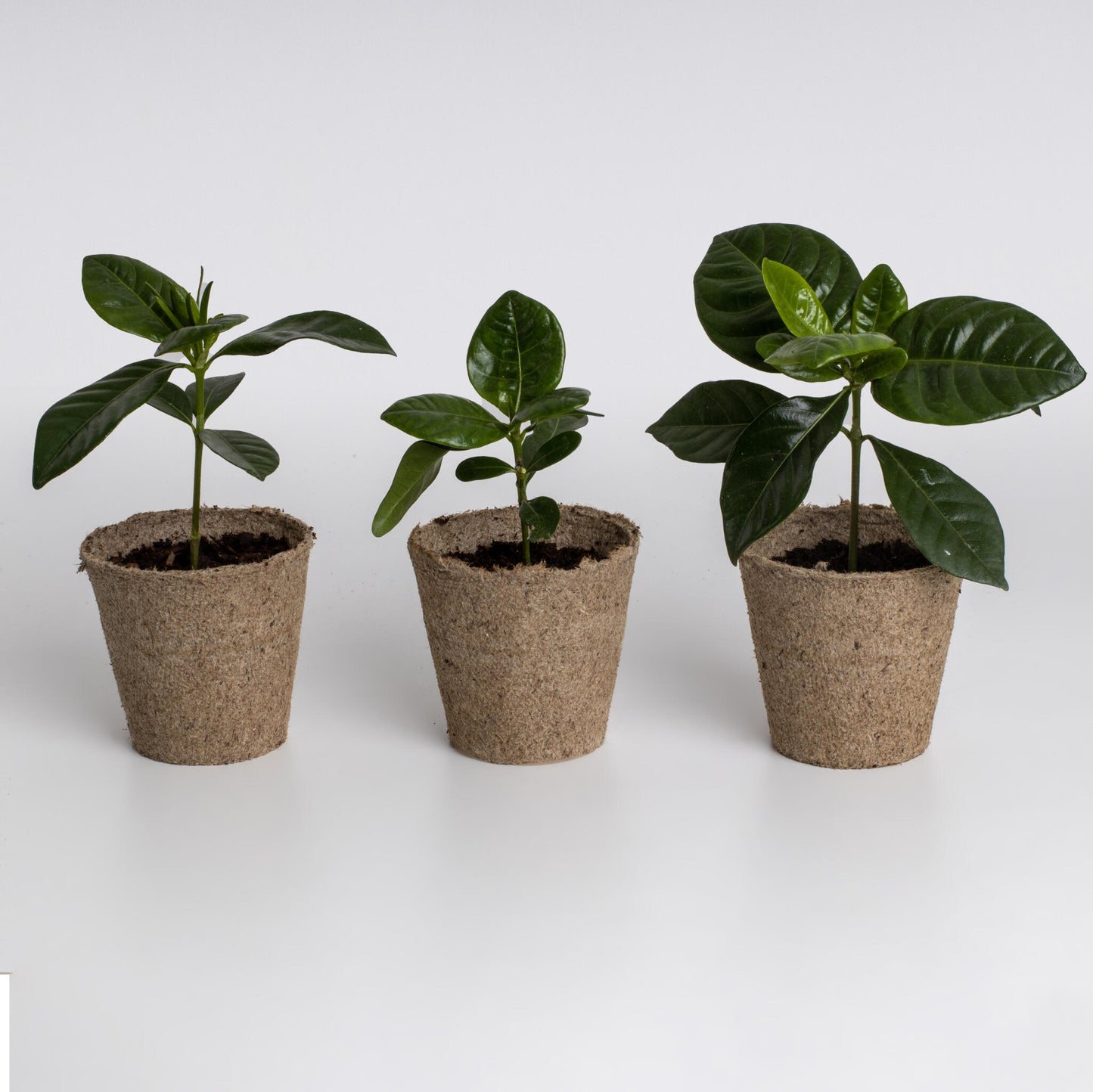 Kit de Cultivo de Café Arábica Cultiva tu Propio Cafeto en Casa | Regalo Original - Resetea_3