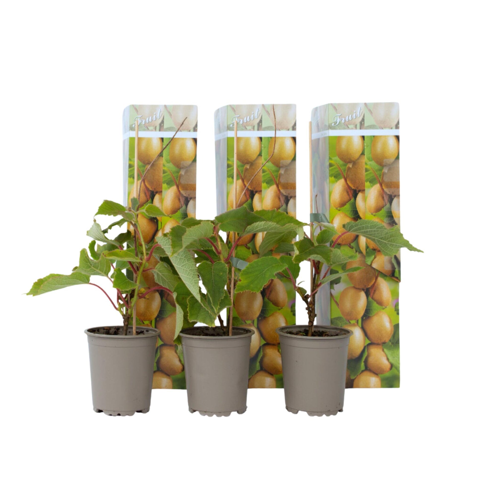 Kiwi Autofértil - 3 Pzs - Actinidia Deliciosa 'jenny' - Altura 20-40cm - ⌀9cm_0