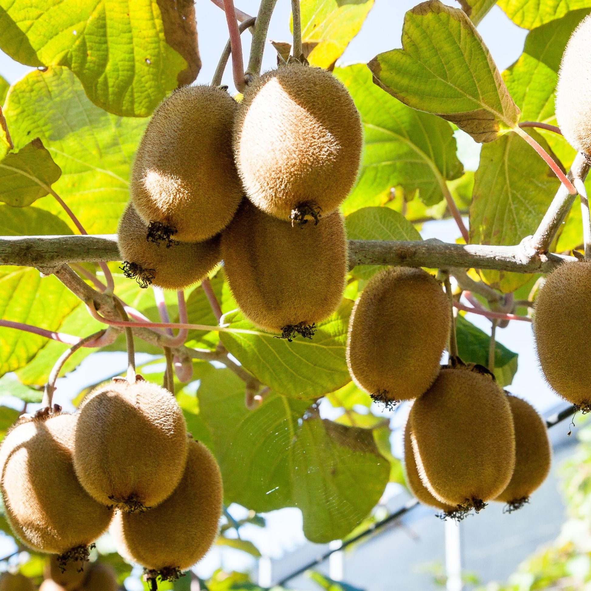 Kiwi Autofértil - 3 Pzs - Actinidia Deliciosa 'jenny' - Altura 20-40cm - ⌀9cm_3