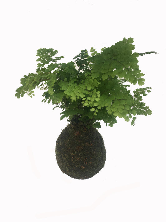 Kokedama Adianthum - Hecho A Mano - Altura Total Aprox. 35cm._0