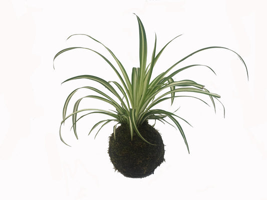 Kokedama Cinta - Hecho A Mano - Altura Total Aprox. 25cm._0