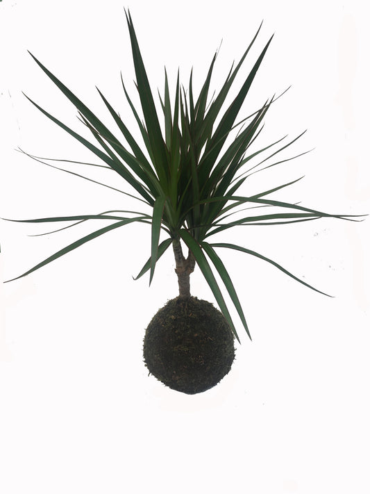 Kokedama Dracaena - Hecho A Mano - Altura Total Aprox. 35cm._0