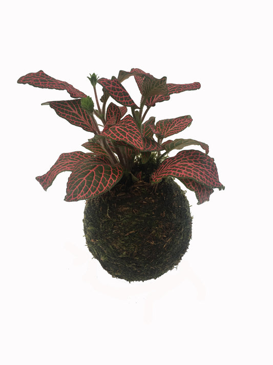Kokedama Fittonia - Hecho A Mano - Altura Total Aprox. 15cm._0