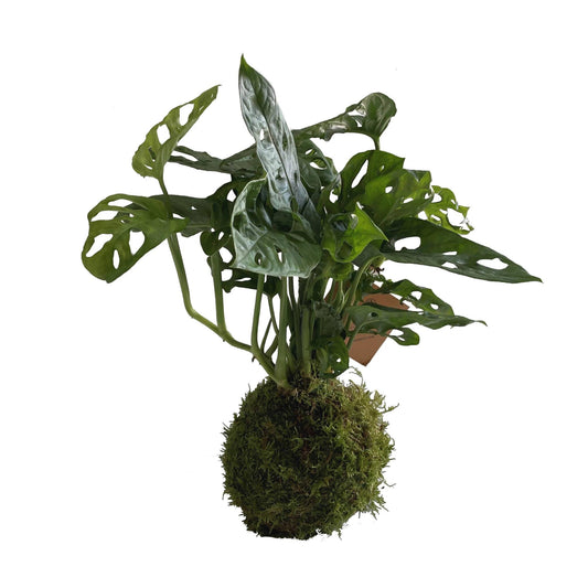 Kokedama Monstera Adansonii - Hecho A Mano - Altura Total Aprox. 35cm._0