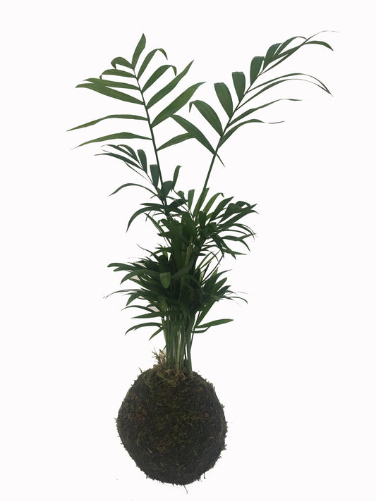 Kokedama Palmera Interior - Hecho A Mano - Altura Total Aprox. 35cm._0