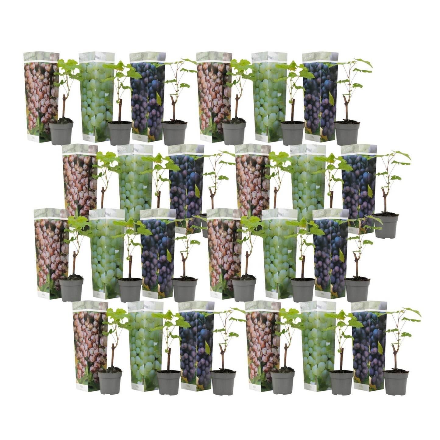La Vid - 24 Pzs - Vitis Vinifera - Altura 25-40cm - ⌀9cm_0