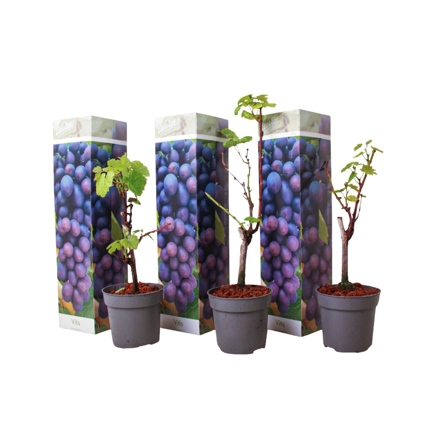La Vid - 3 Pzs - Vitis Vinifera 'cabernet Franc' - Altura 25-40cm - ⌀9cm_0