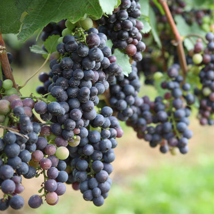 La Vid - 3 Pzs - Vitis Vinifera 'cabernet Franc' - Altura 25-40cm - ⌀9cm_3