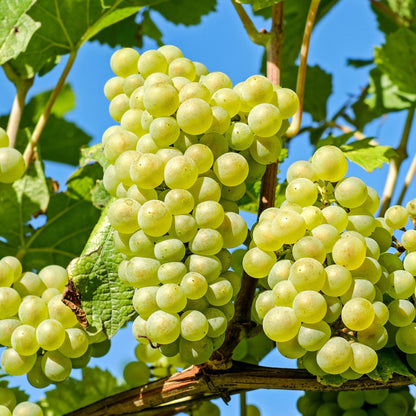 La Vid - 3 Pzs - Vitis Vinifera 'chardonnay' - Altura 25-40cm - ⌀9cm_3