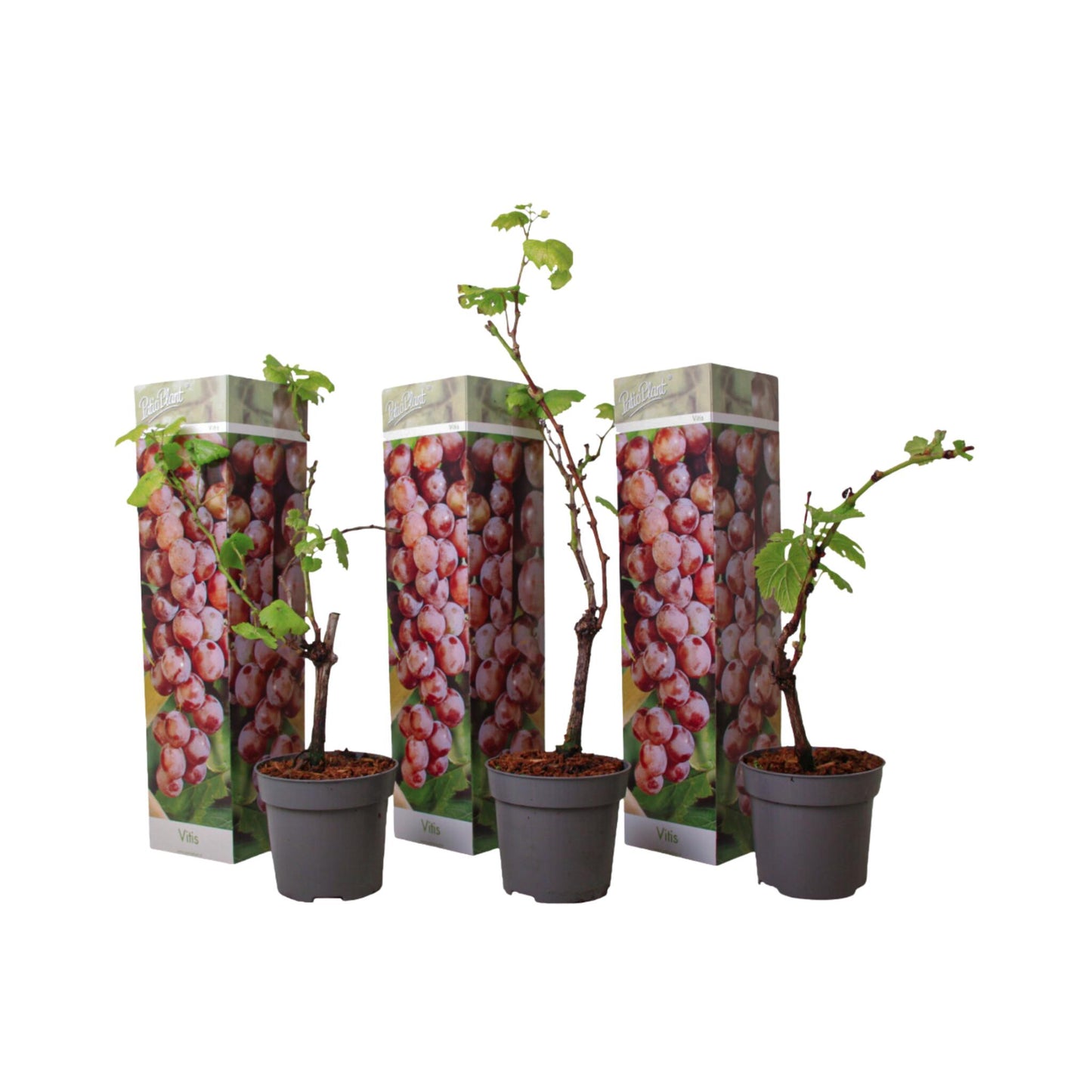 La Vid - 3 Pzs - Vitis Vinifera 'pinot Gris' - Altura 25-40cm - ⌀9cm_0