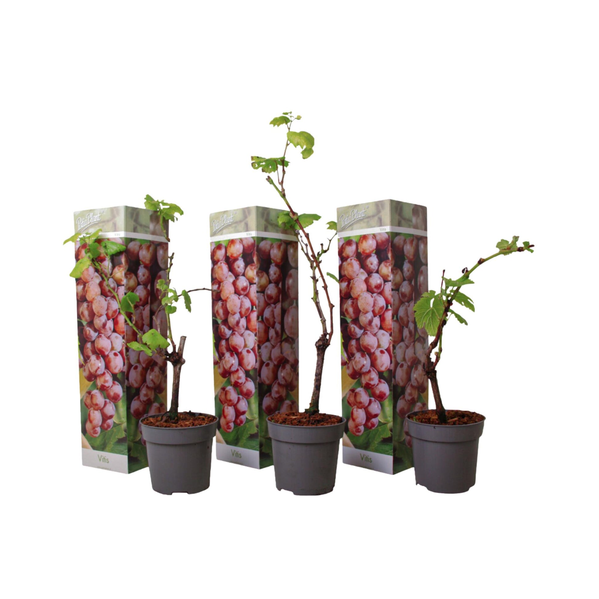 La Vid - 3 Pzs - Vitis Vinifera 'pinot Gris' - Altura 25-40cm - ⌀9cm_0