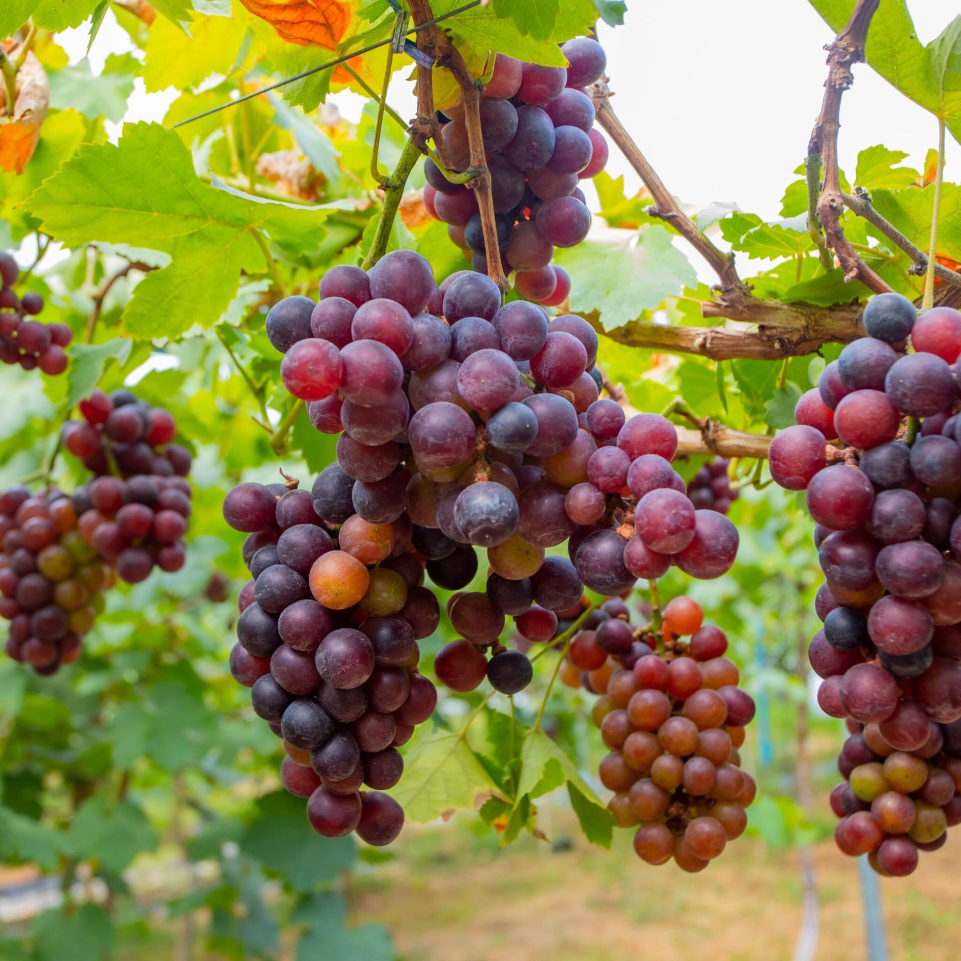 La Vid - 3 Pzs - Vitis Vinifera 'pinot Gris' - Altura 25-40cm - ⌀9cm_3