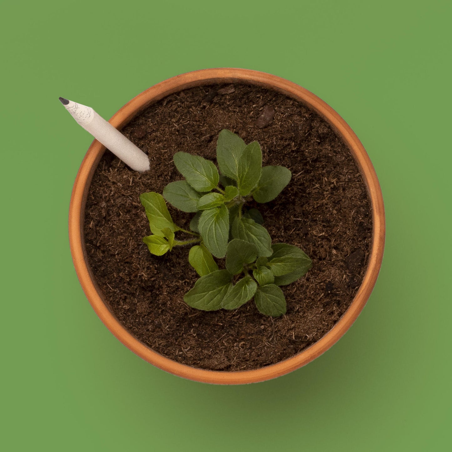 Lápiz Plantable De Albahaca | Escribe, Dibuja Y Plántalo_2