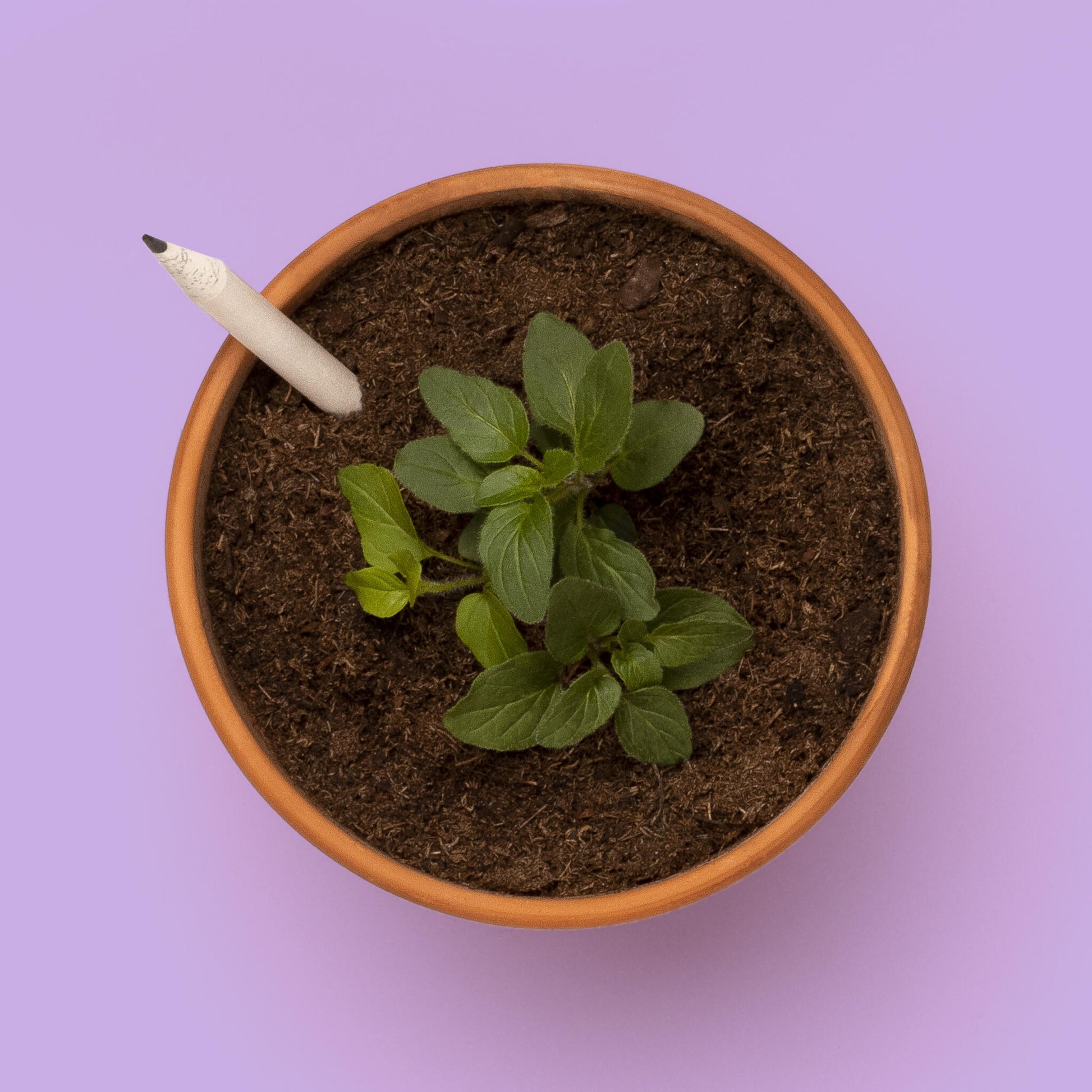 Lápiz Plantable De Flores | Escribe, Dibuja Y Plántalo_1
