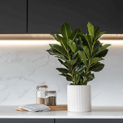 Laurel - 2 Pzs - Laurus Nobilis - Altura 30-40cm - ⌀14cm_1