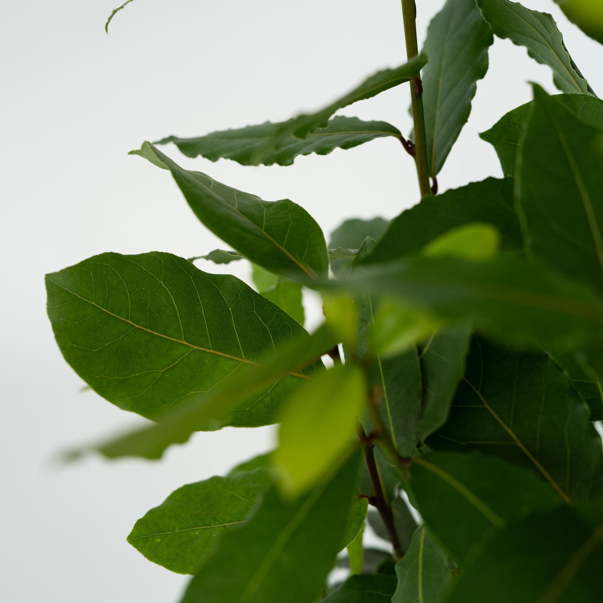 Laurel - 2 Pzs - Laurus Nobilis - Altura 30-40cm - ⌀14cm_3