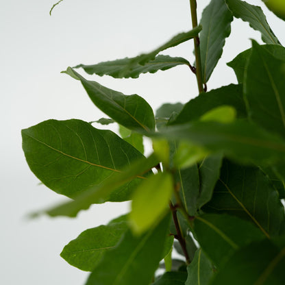 Laurel - 2 Pzs - Laurus Nobilis - Altura 30-40cm - ⌀14cm_3