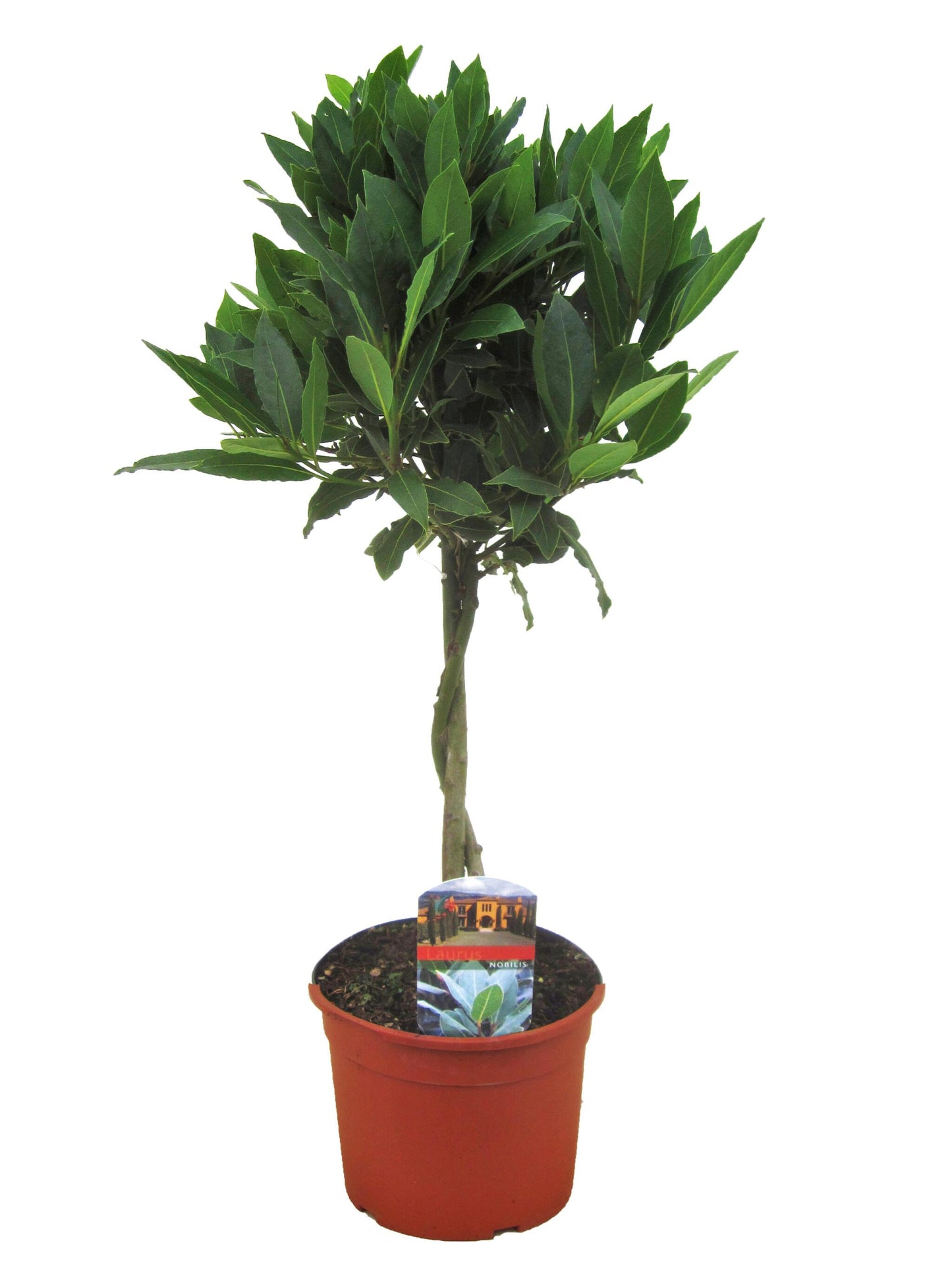 Laurel - Laurus Nobilis - Altura 60-70cm - ⌀17cm_0