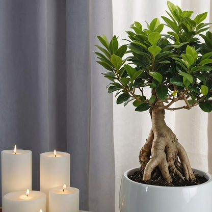 Laurel De Indias - 2 Pzs - Ficus Microcarpa - Altura 35-40cm - ⌀15cm_1