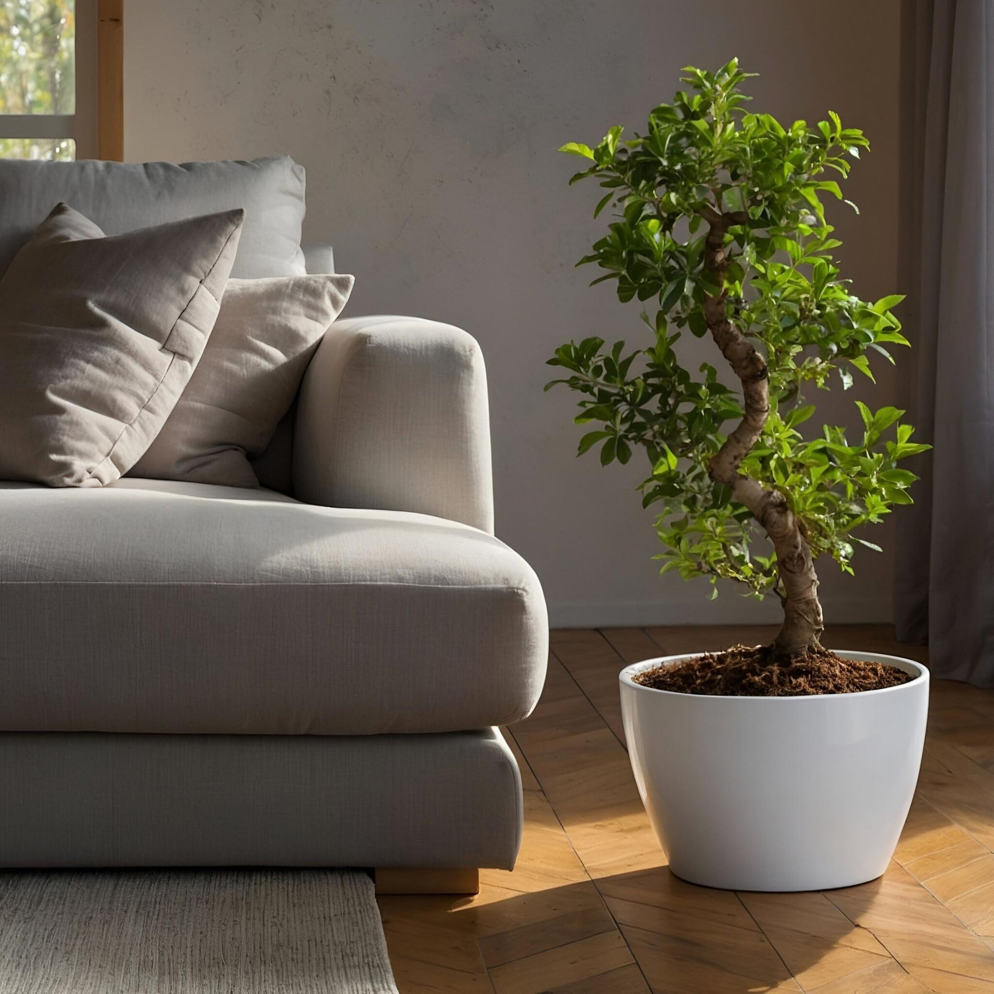 Laurel De Indias - 2 Pzs - Ficus Microcarpa 'ginseng' - Altura 55-65cm - ⌀20cm_1