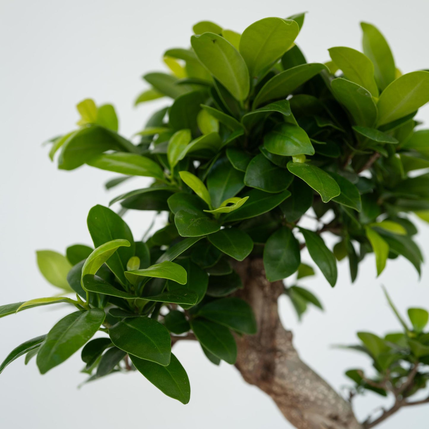 Laurel De Indias - 2 Pzs - Ficus Microcarpa 'ginseng' - Altura 60-70cm - ⌀22cm_3