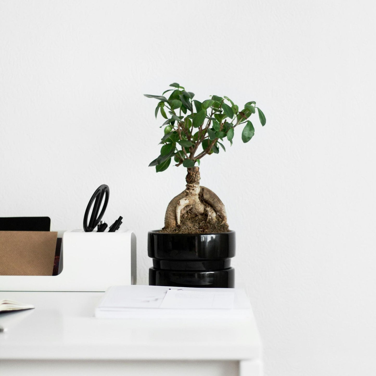 Laurel De Indias - 4 Pzs - Ficus Microcarpa - Altura 30-40cm - ⌀12cm_1