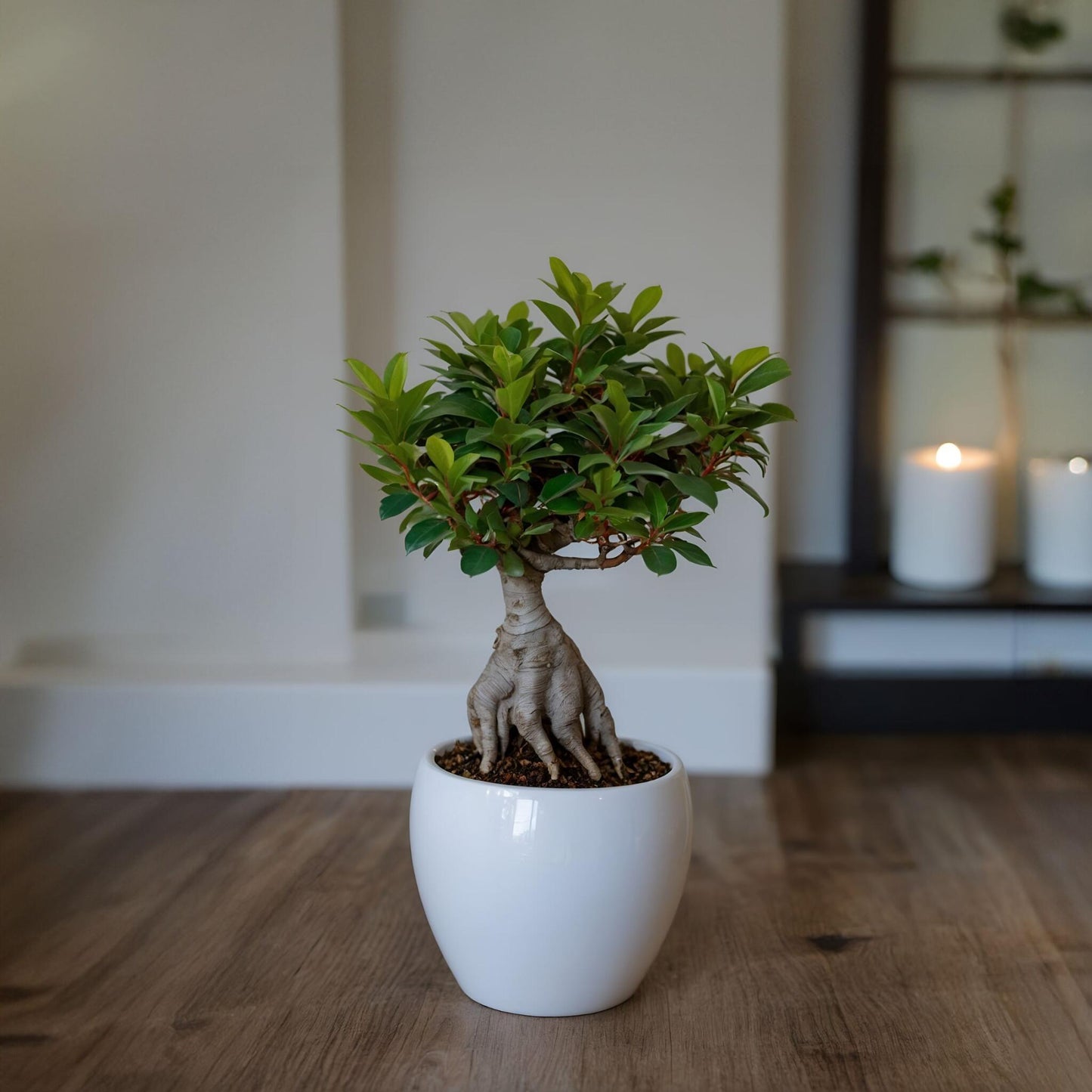 Laurel De Indias - 4 Pzs - Ficus Microcarpa - Altura 30-40cm - ⌀12cm_4